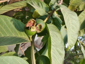 A close-up view of two small, unripe guava fruits attached to a branch surrounded by large, green leaves. The fruits are green, one of which appears partially eaten or damaged, revealing the inner texture. Sunlight falls on the leaves, creating a textured and natural atmosphere.