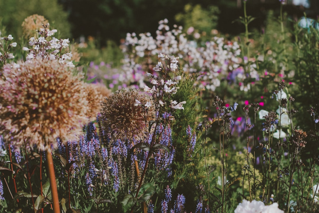 purple and white flowers during daytime