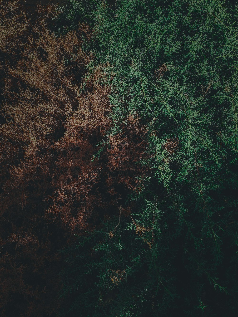 green and brown trees during daytime