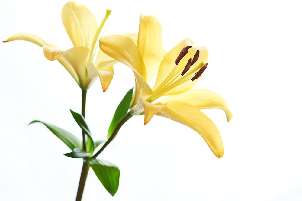 yellow tulips in white background