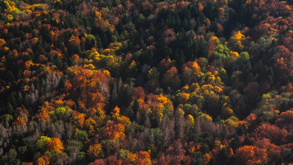 arbres verts et bruns pendant la journée