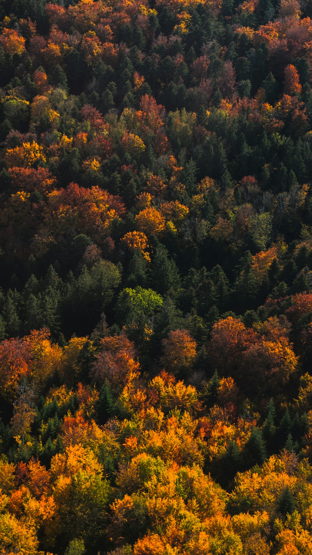 arbres verts et bruns pendant la journée