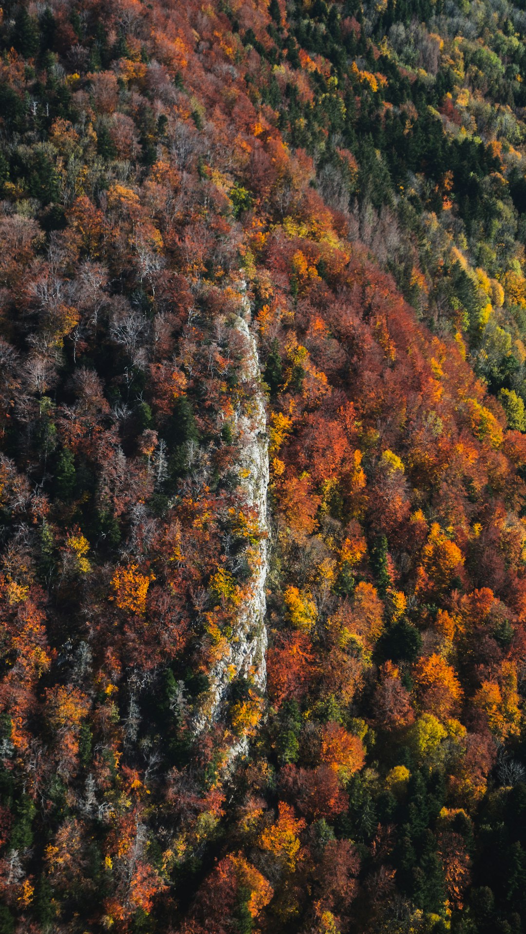 green and brown trees during daytime