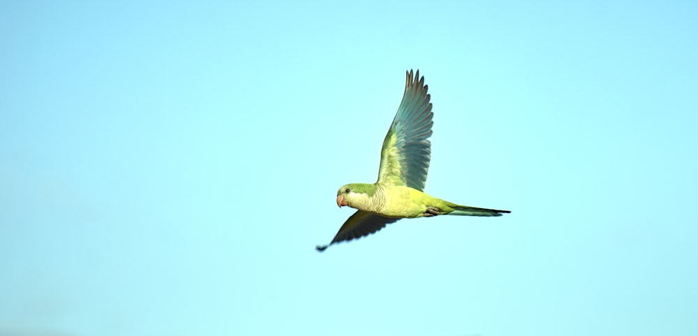 green and yellow bird flying