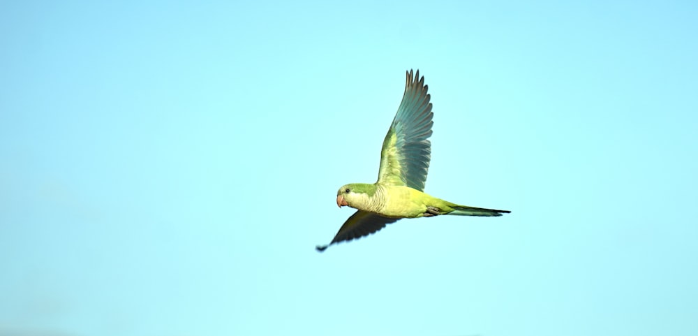 uccelli verdi e gialli che volano