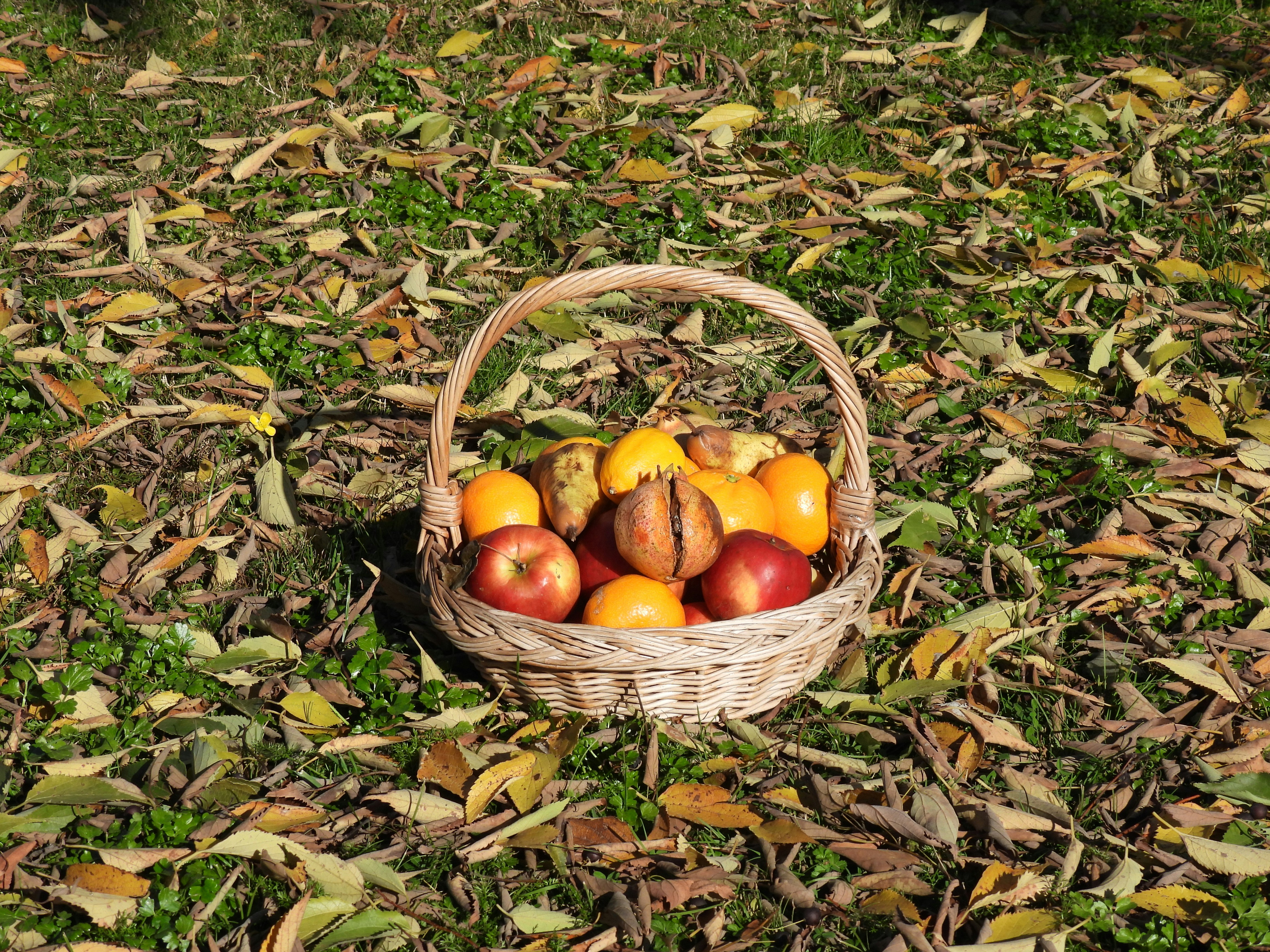 Orange fruits basket