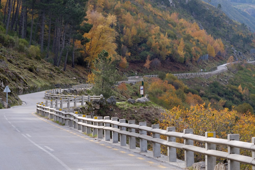 Árboles verdes y marrones cerca de la carretera durante el día