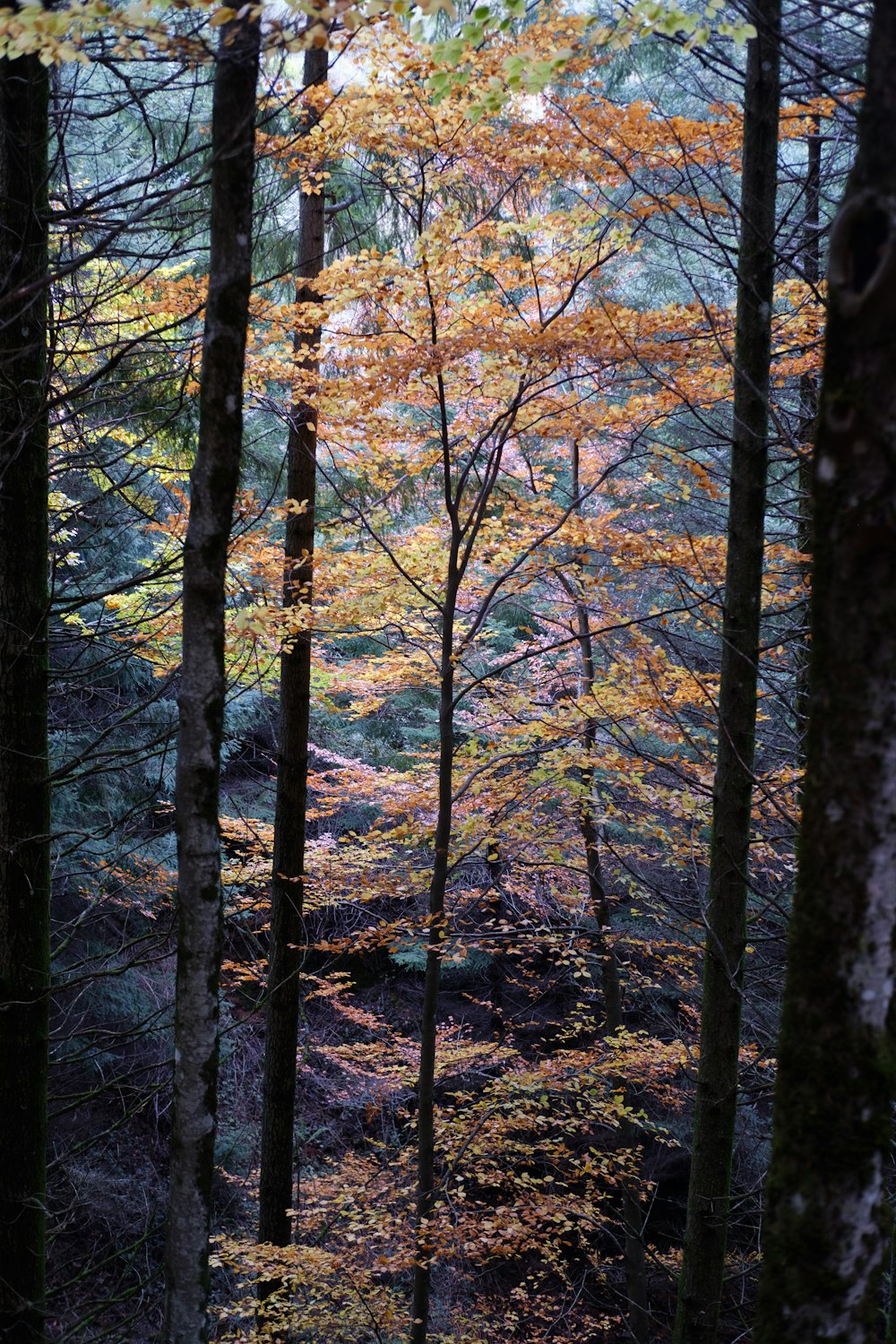 brown trees with brown leaves during daytime