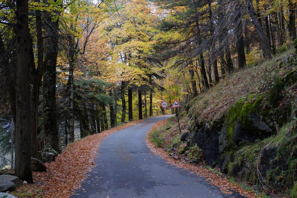 gray concrete road between green trees during daytime