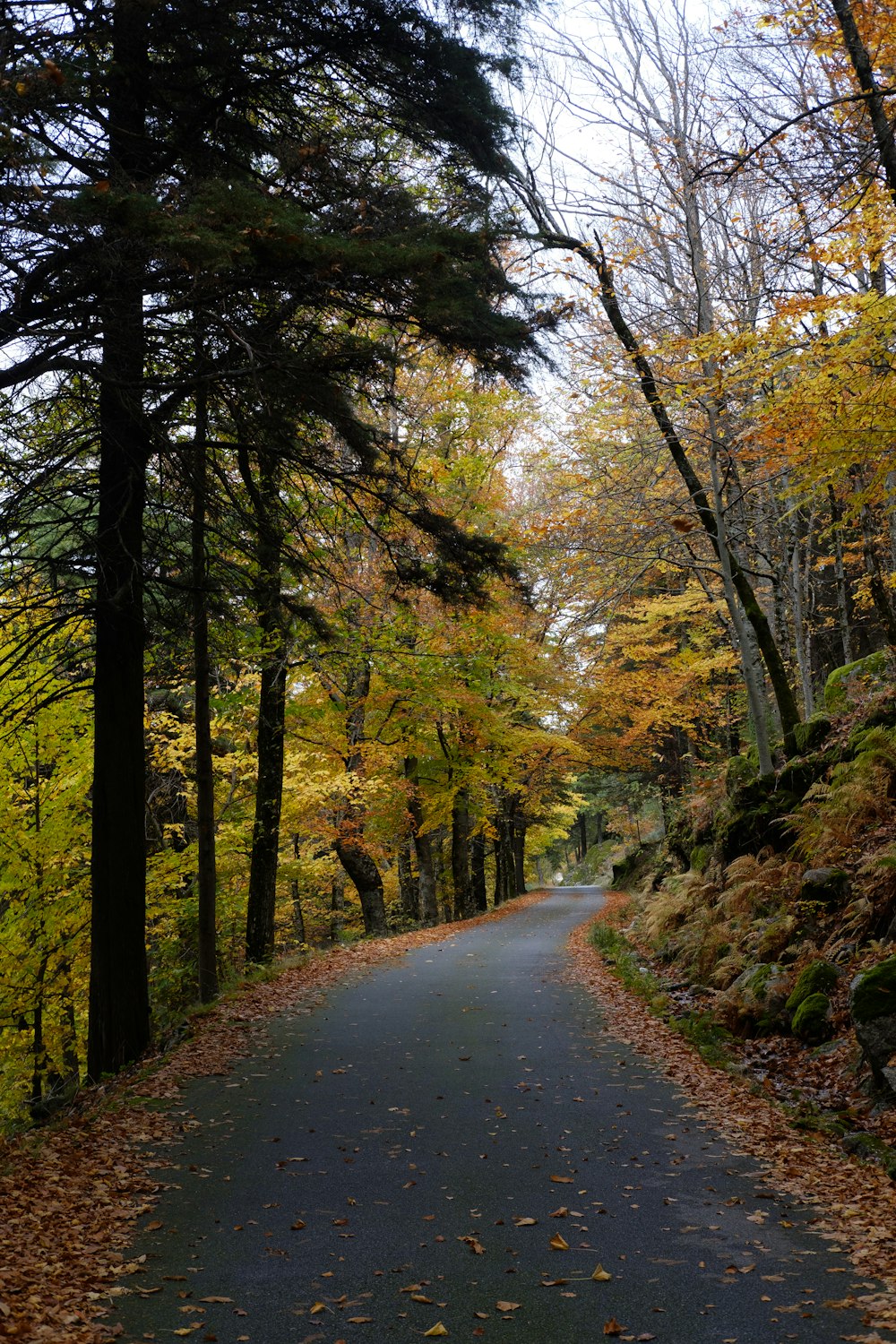 gray concrete road between green trees during daytime