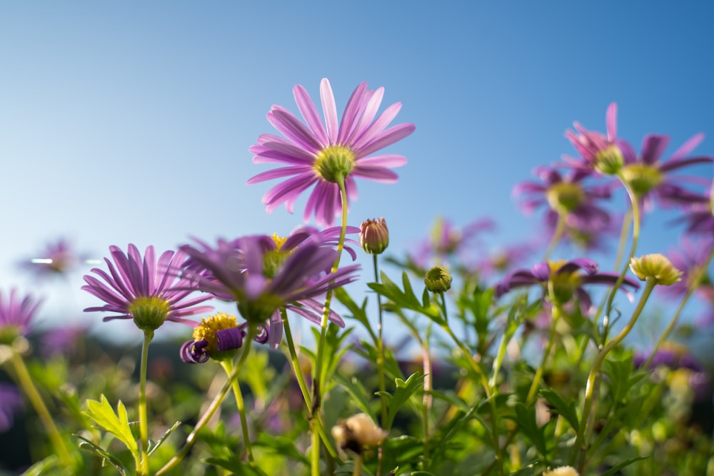 purple flower under blue sky during daytime