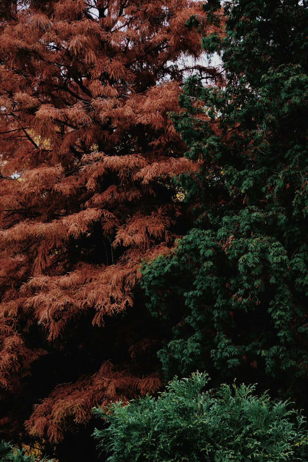 green and brown trees during daytime