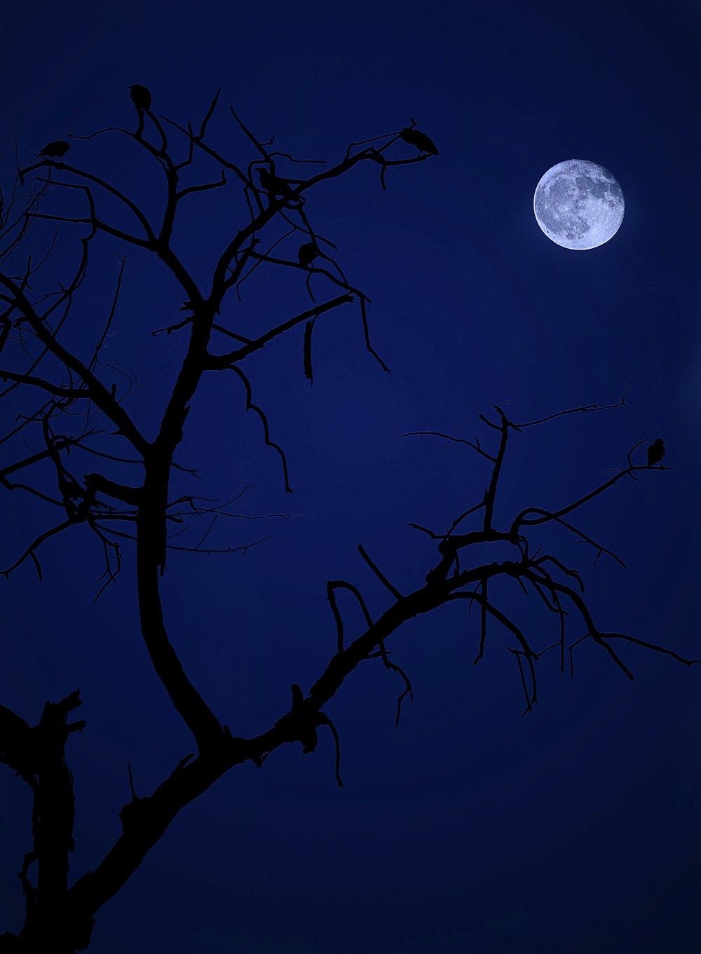 bare tree under full moon