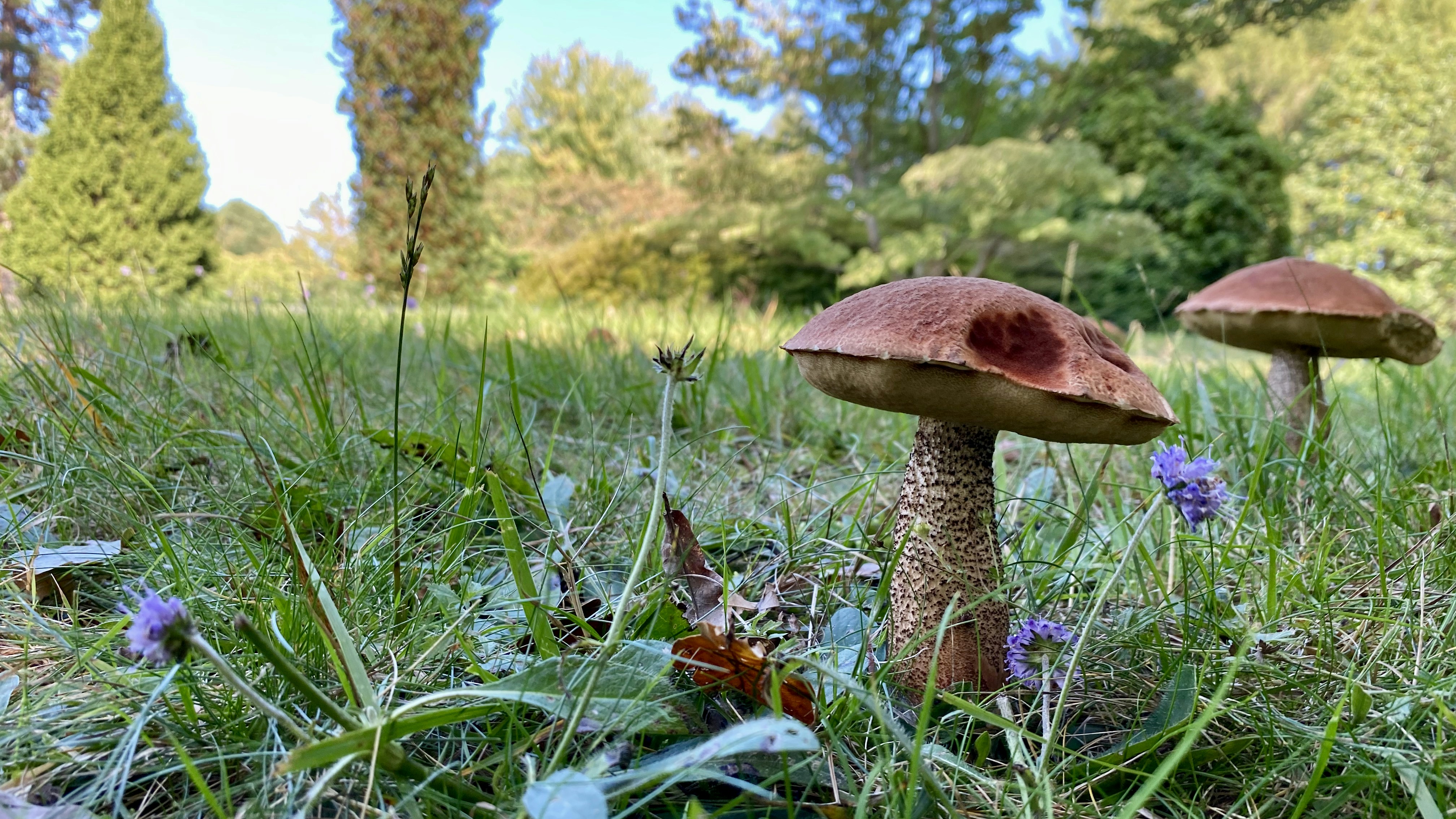 昼間の緑の芝生に茶色のキノコの写真 Unsplashで見つけるスラムの無料写真