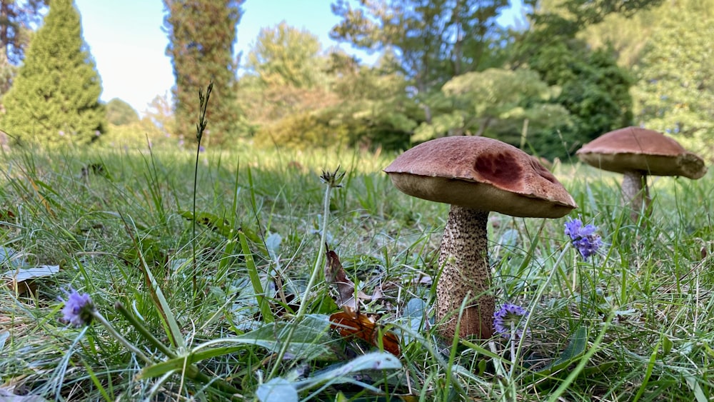 brown mushroom on green grass field during daytime