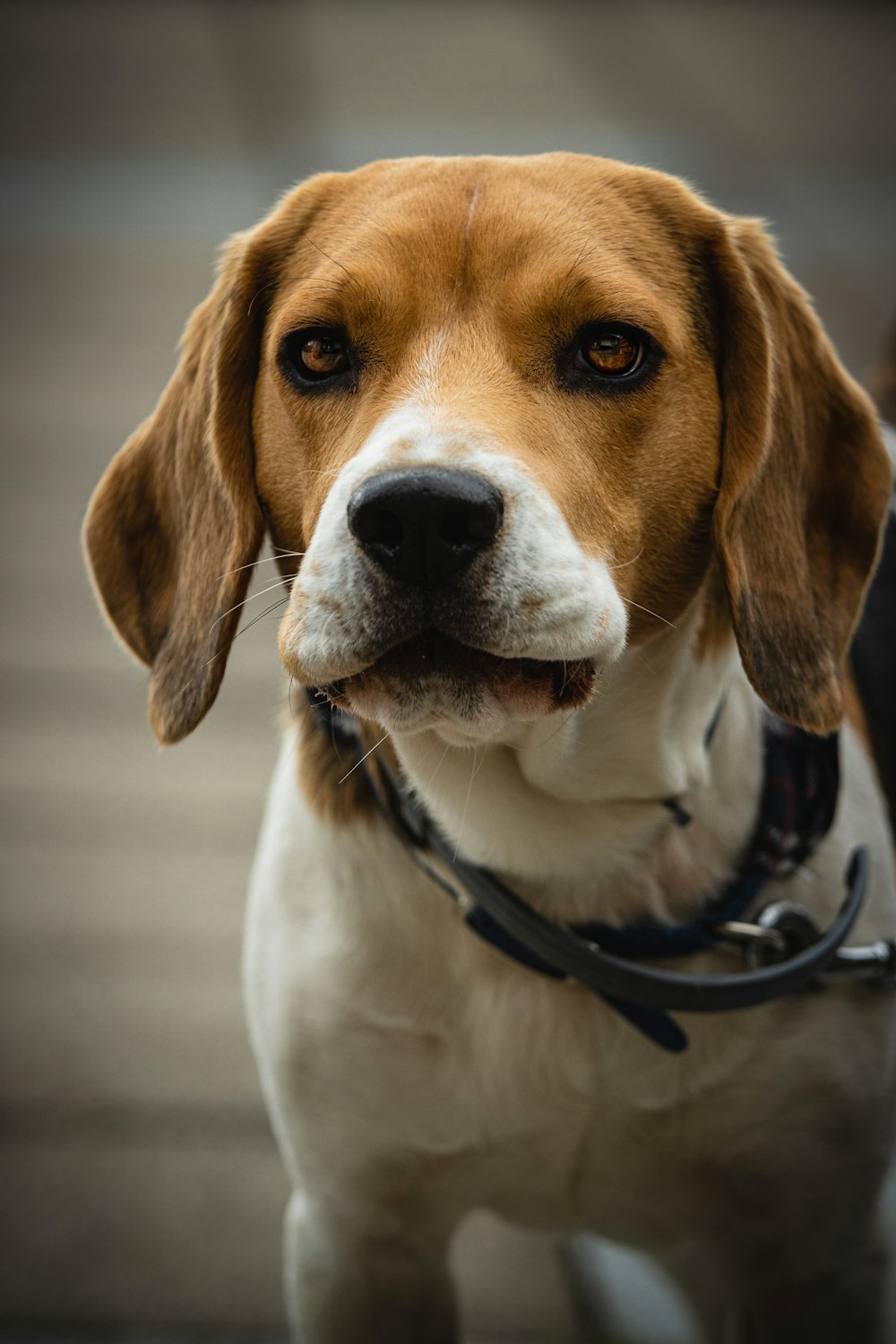 brown white and black beagle