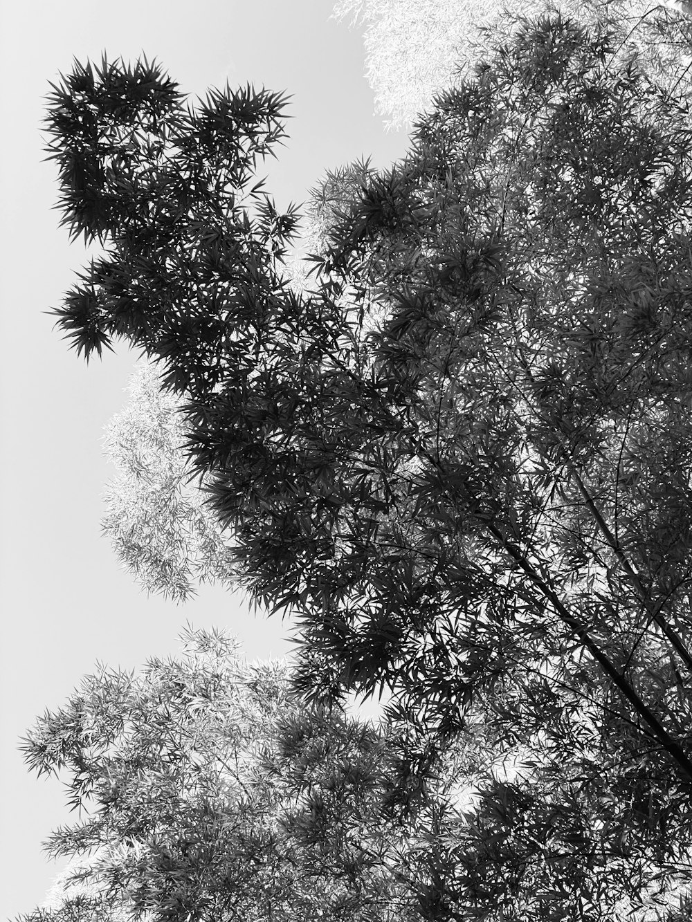 grayscale photo of tree during daytime