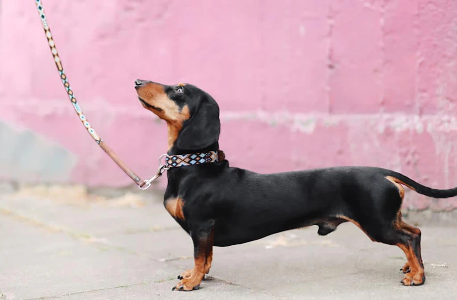 Happy dog owner with well-equipped dog on a walk with quality accessories