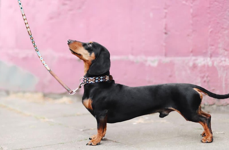 Complete Guide to Dog Walking Services in Mount Laurel NJ