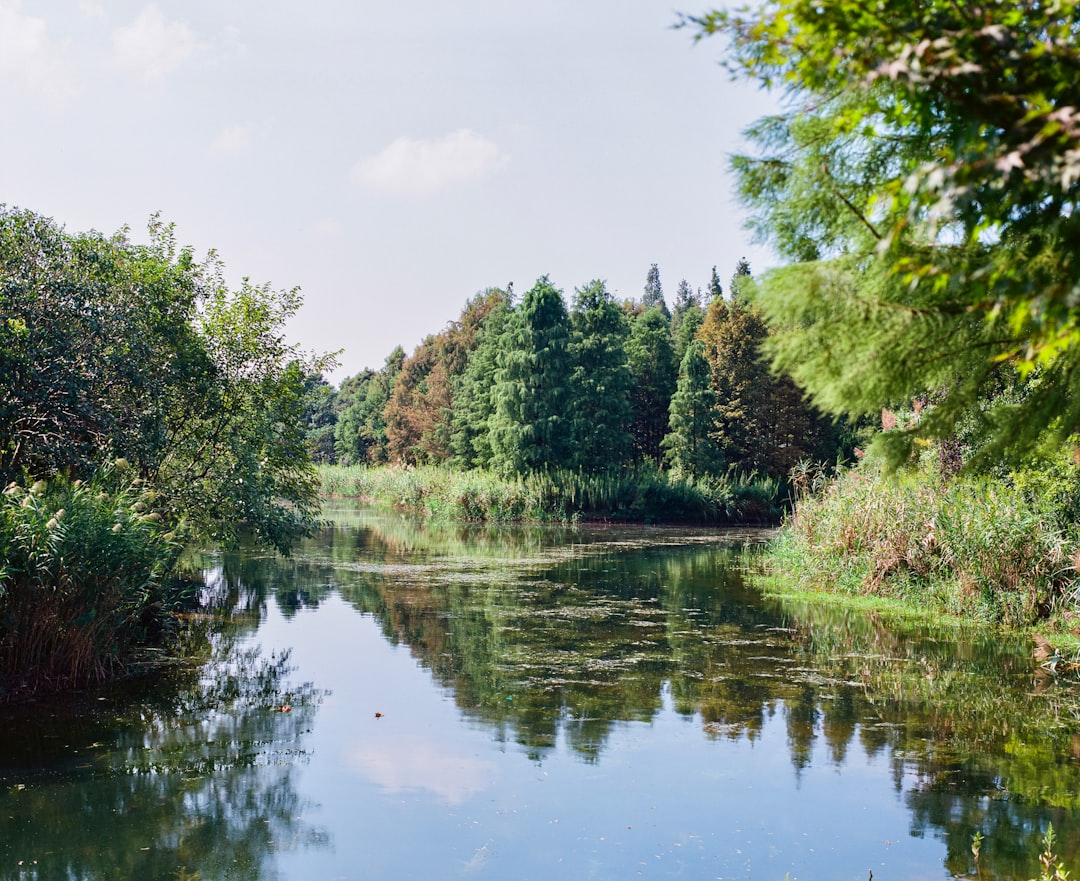 green trees beside river under white sky during daytime