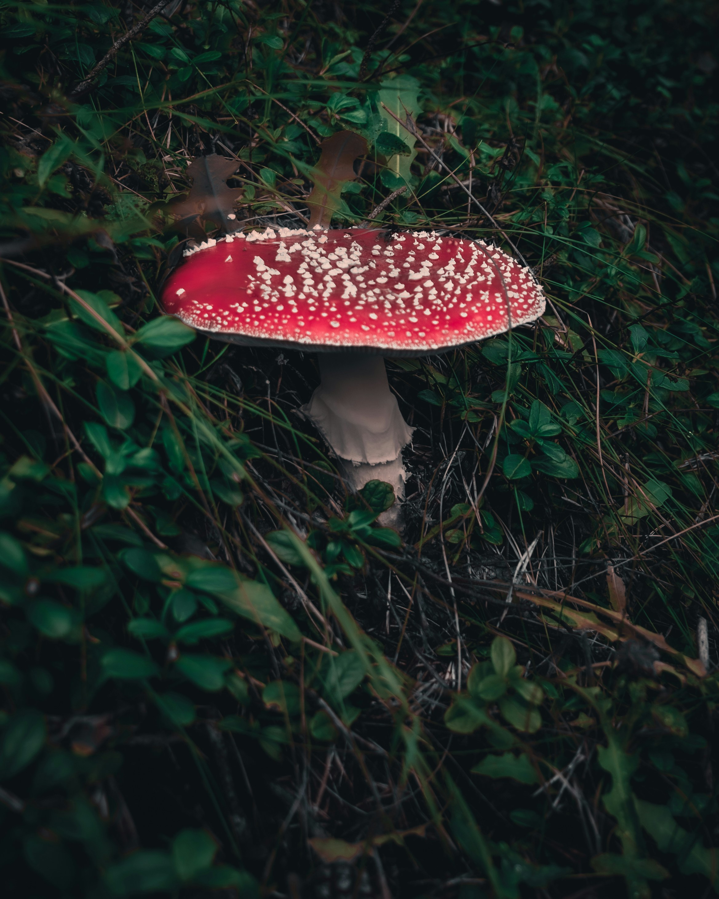 Photo by donnieraycrisp