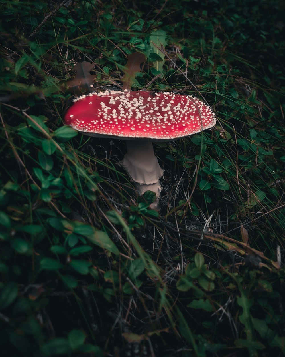 red and white mushroom on green grass