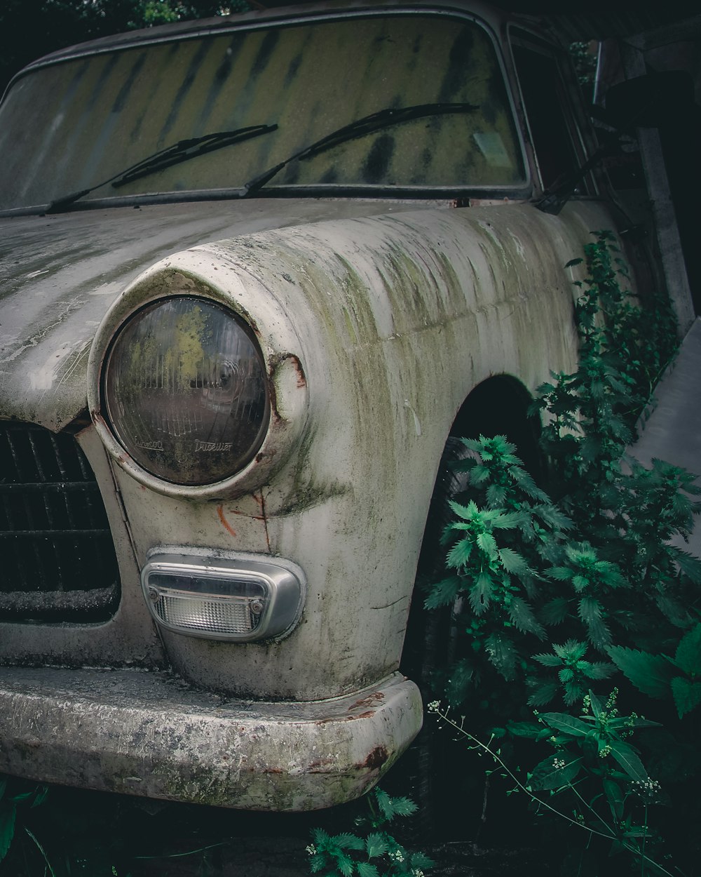 white car parked beside green plant