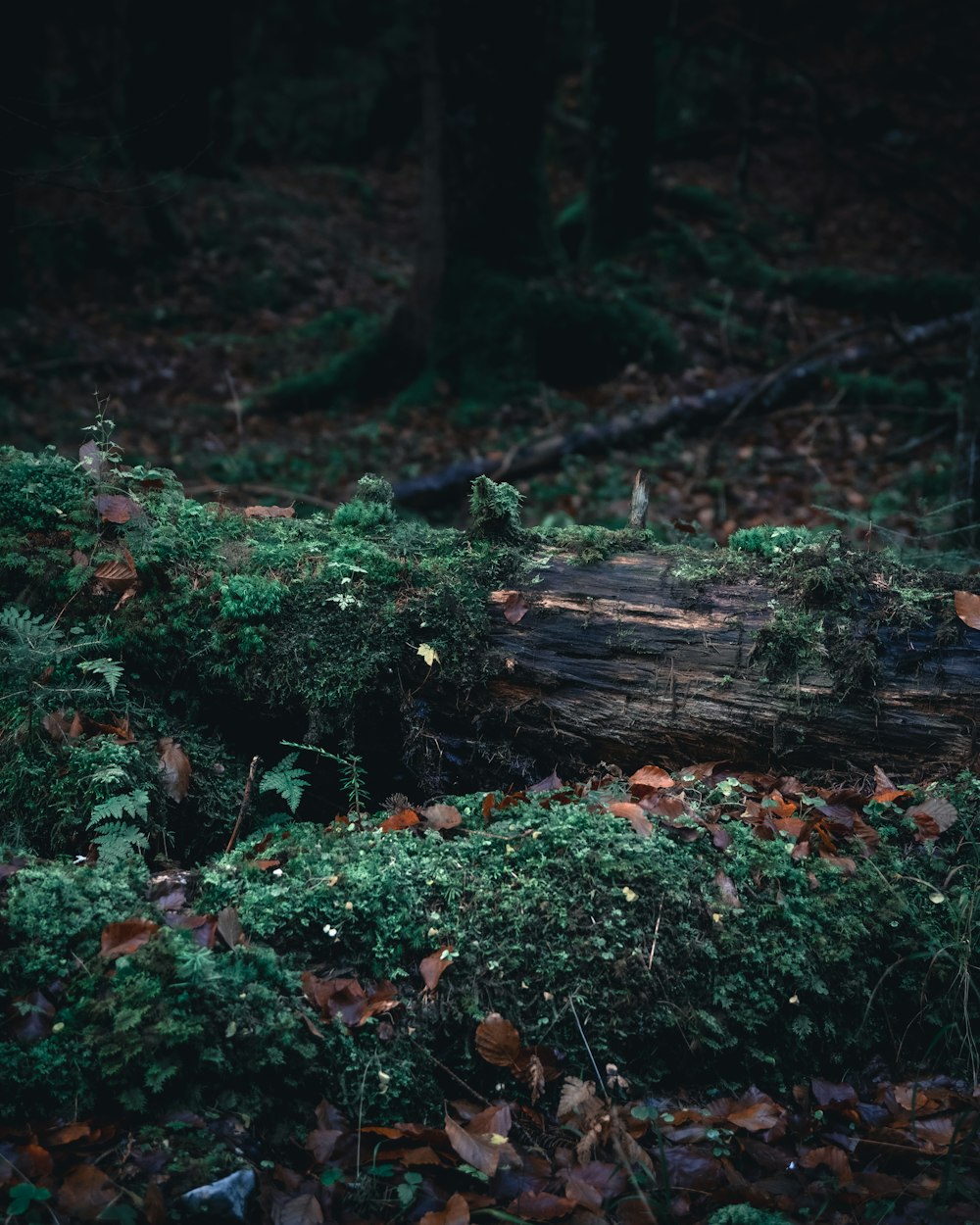 erba verde e tronco d'albero marrone