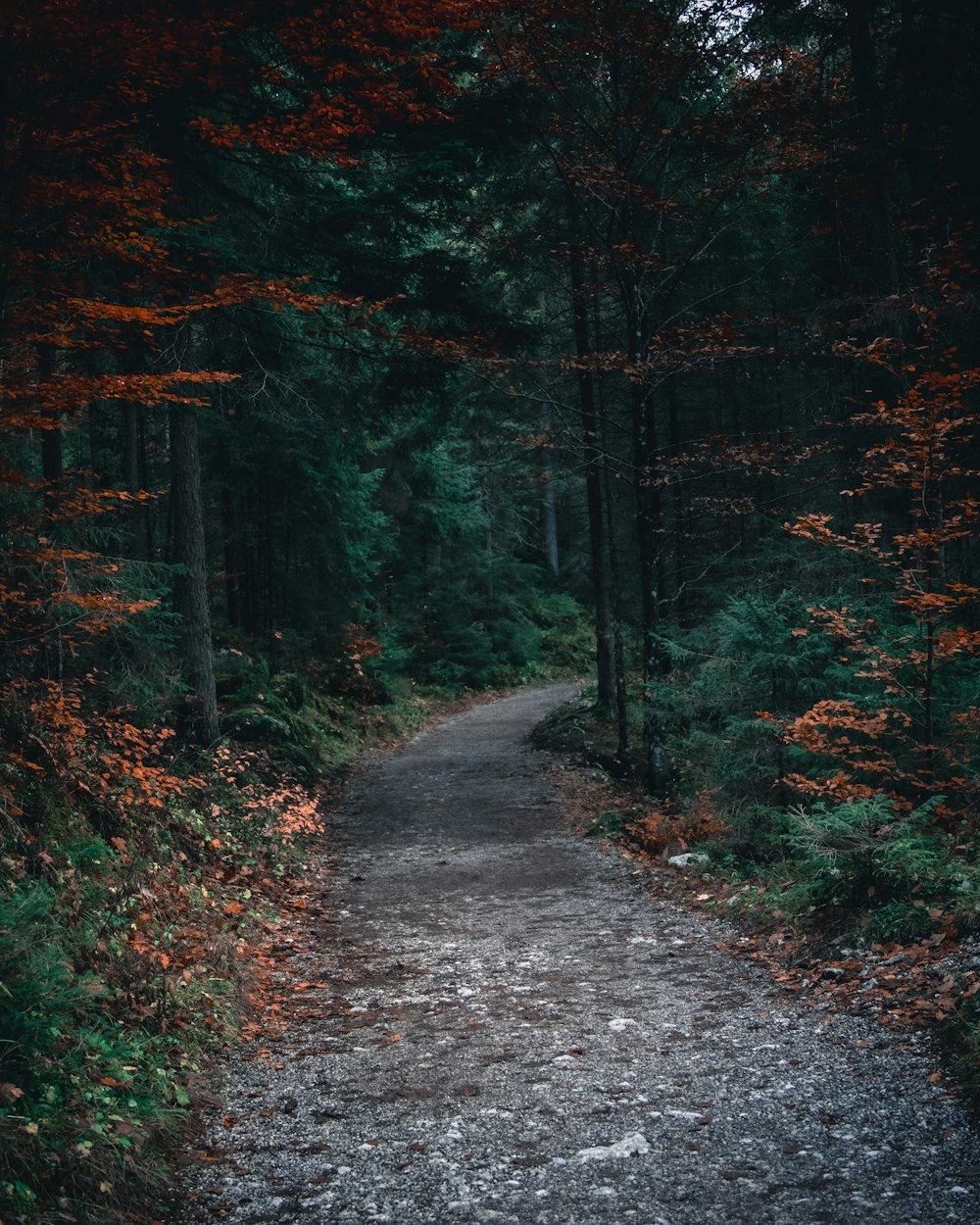 green trees on forest during daytime