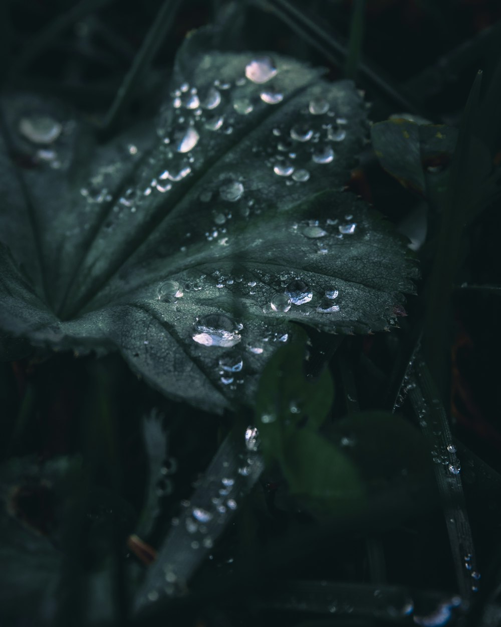 water droplets on green leaf