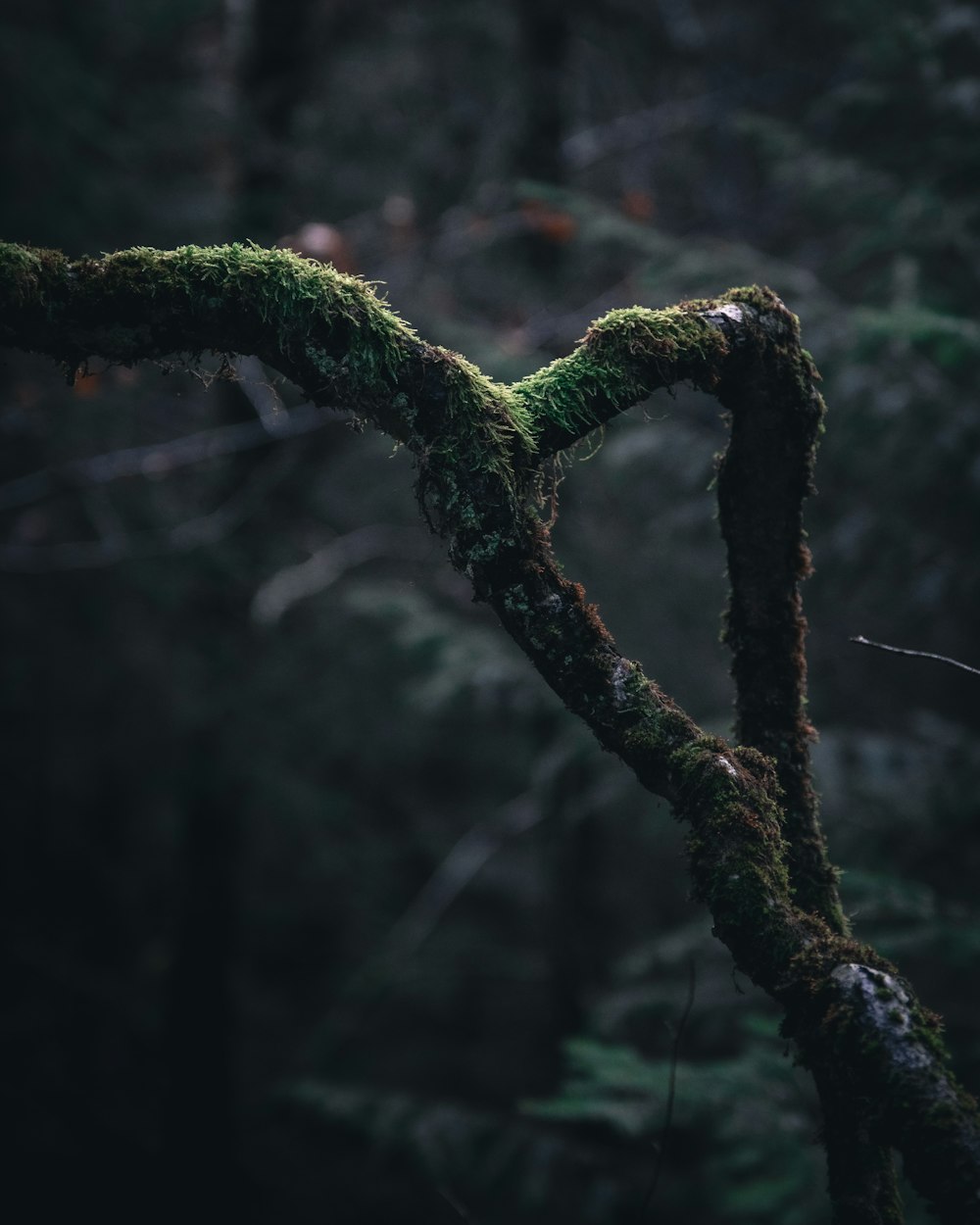 green moss on brown tree branch