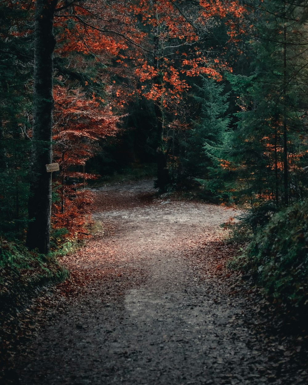 brown pathway between green trees