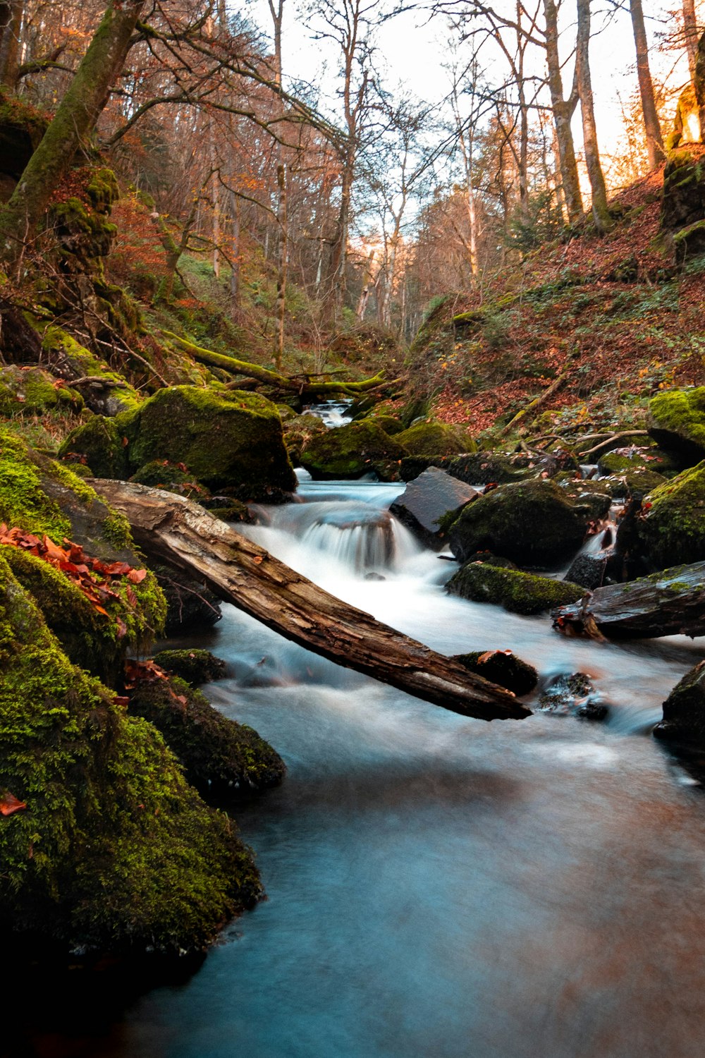 river in the middle of trees