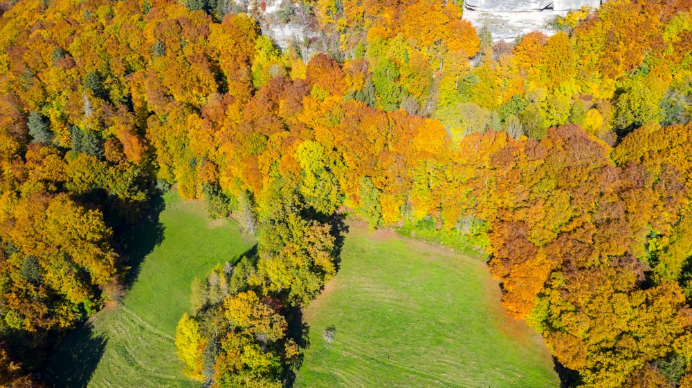 yellow and brown trees on green grass field during daytime