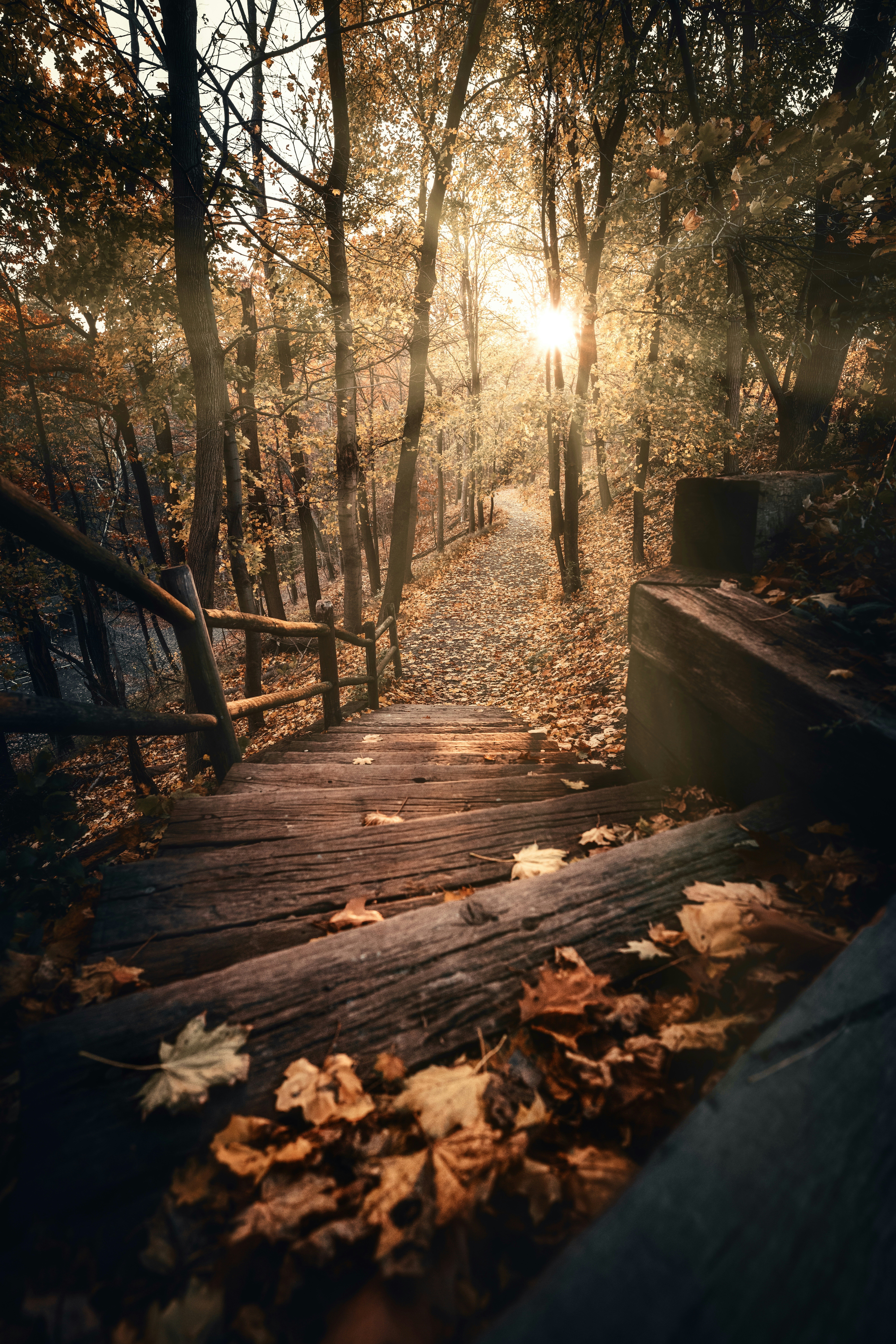 brown wooden bridge in forest during daytime