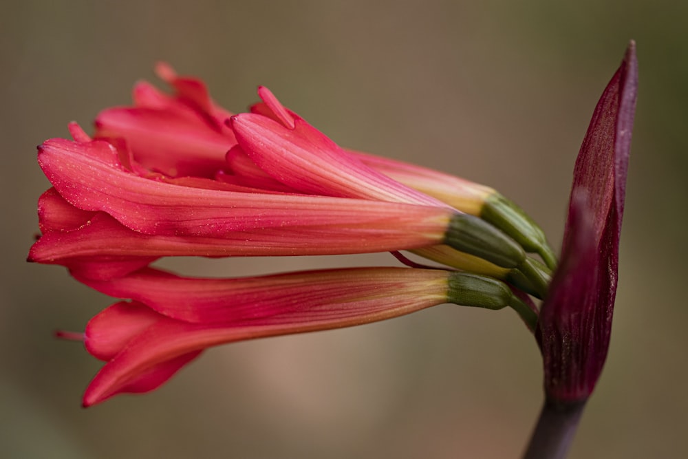 flor rosa en lente de cambio de inclinación