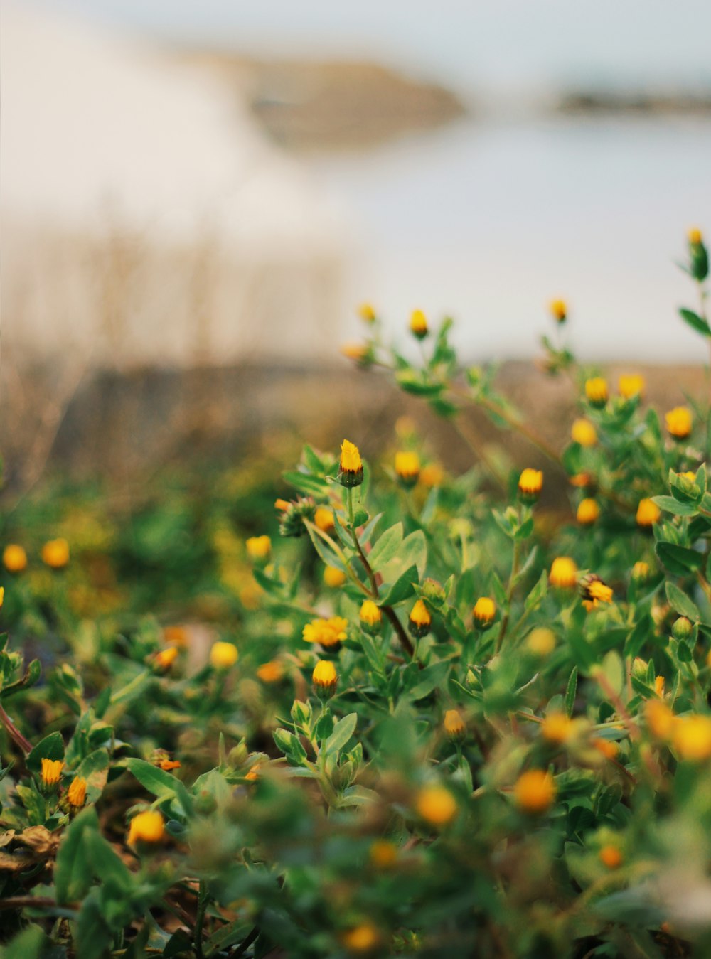 yellow and red flowers with green leaves