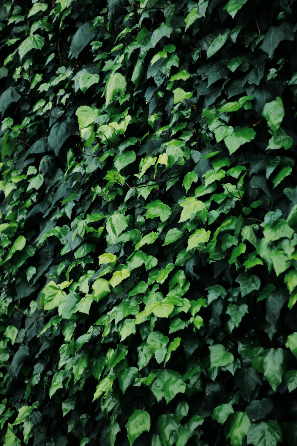 green leaves plant during daytime