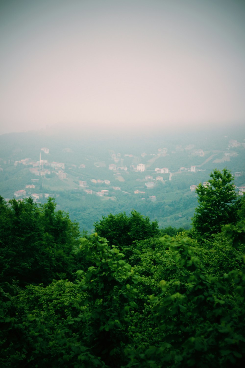 green trees and white houses