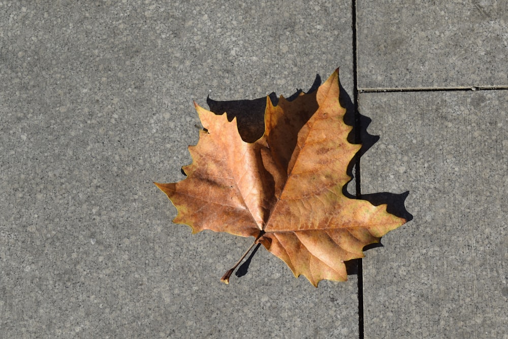 brown maple leaf on gray concrete floor