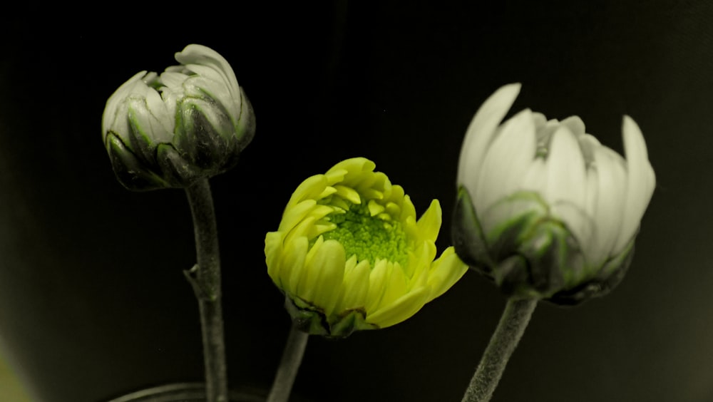 흰색과 녹색 꽃 클로즈업 사진