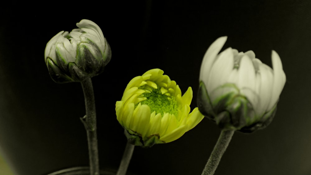 white and green flower in close up photography