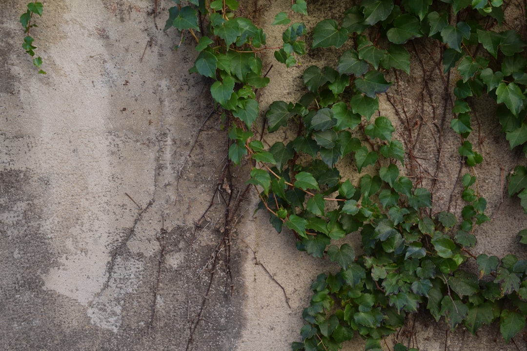 green plant on gray concrete wall