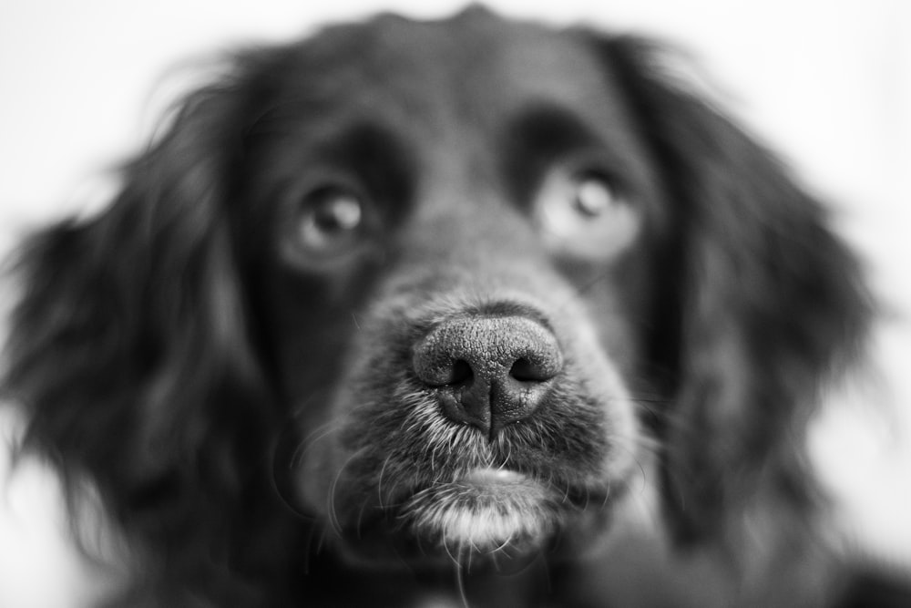 black and white photo of a dogs face