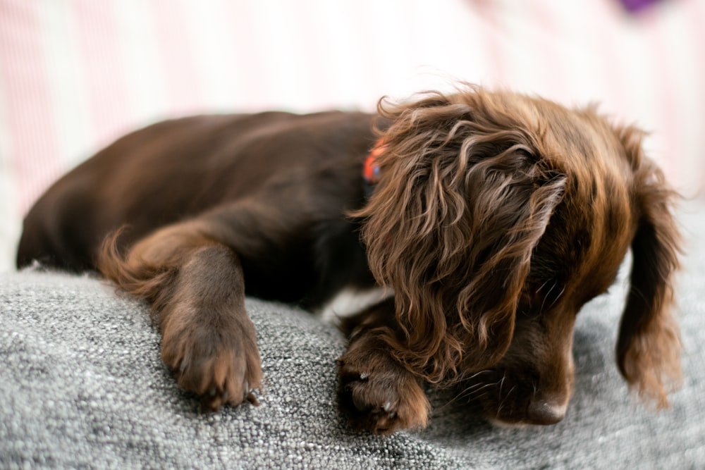 brown short coated dog lying on gray textile
