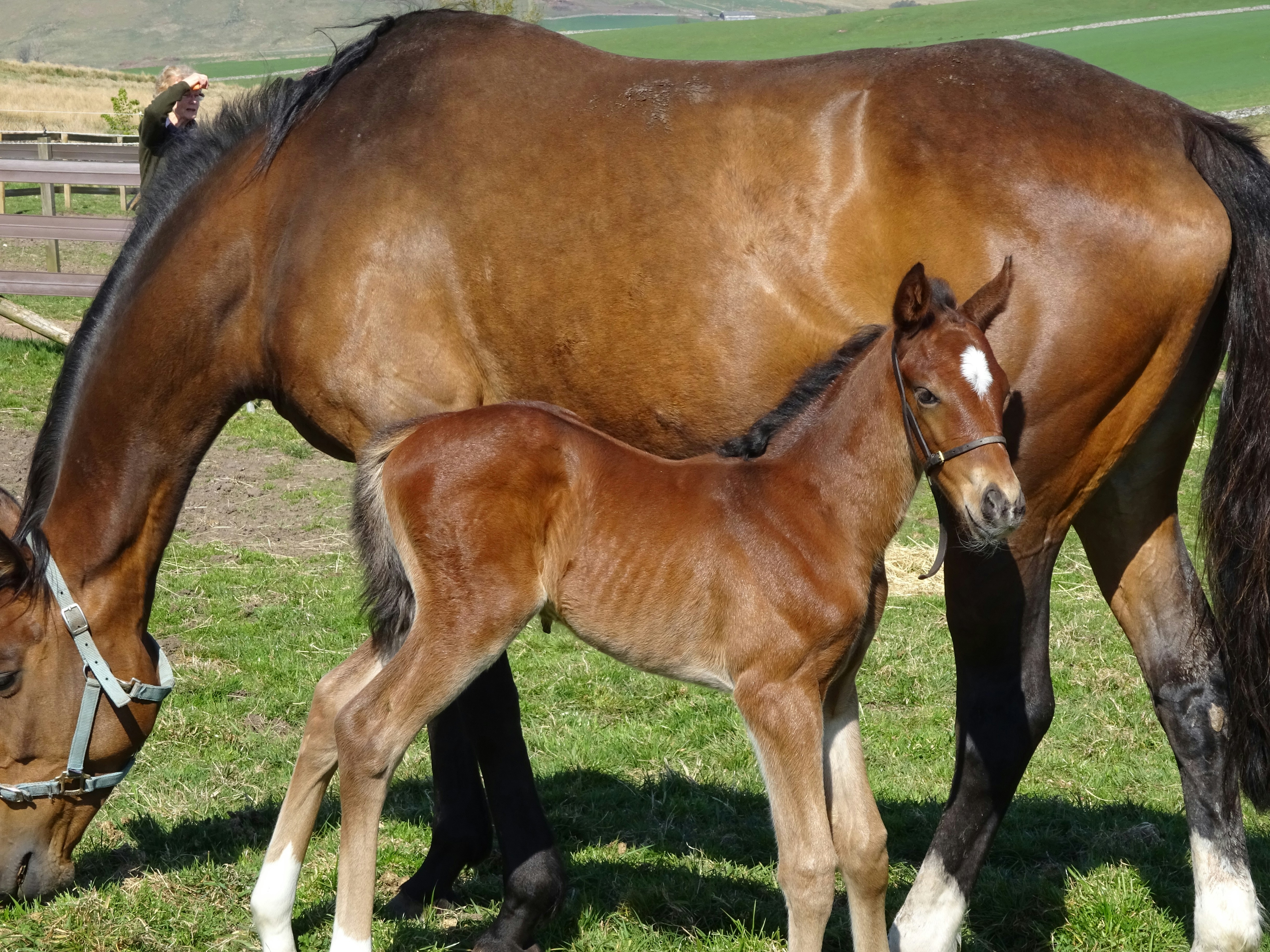 Benefits of Equine Ai Premium Stallions