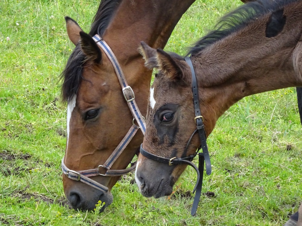 brown horse eating grass during daytime