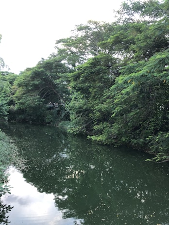 A serene view of the Rum River surrounded by lush greenery.