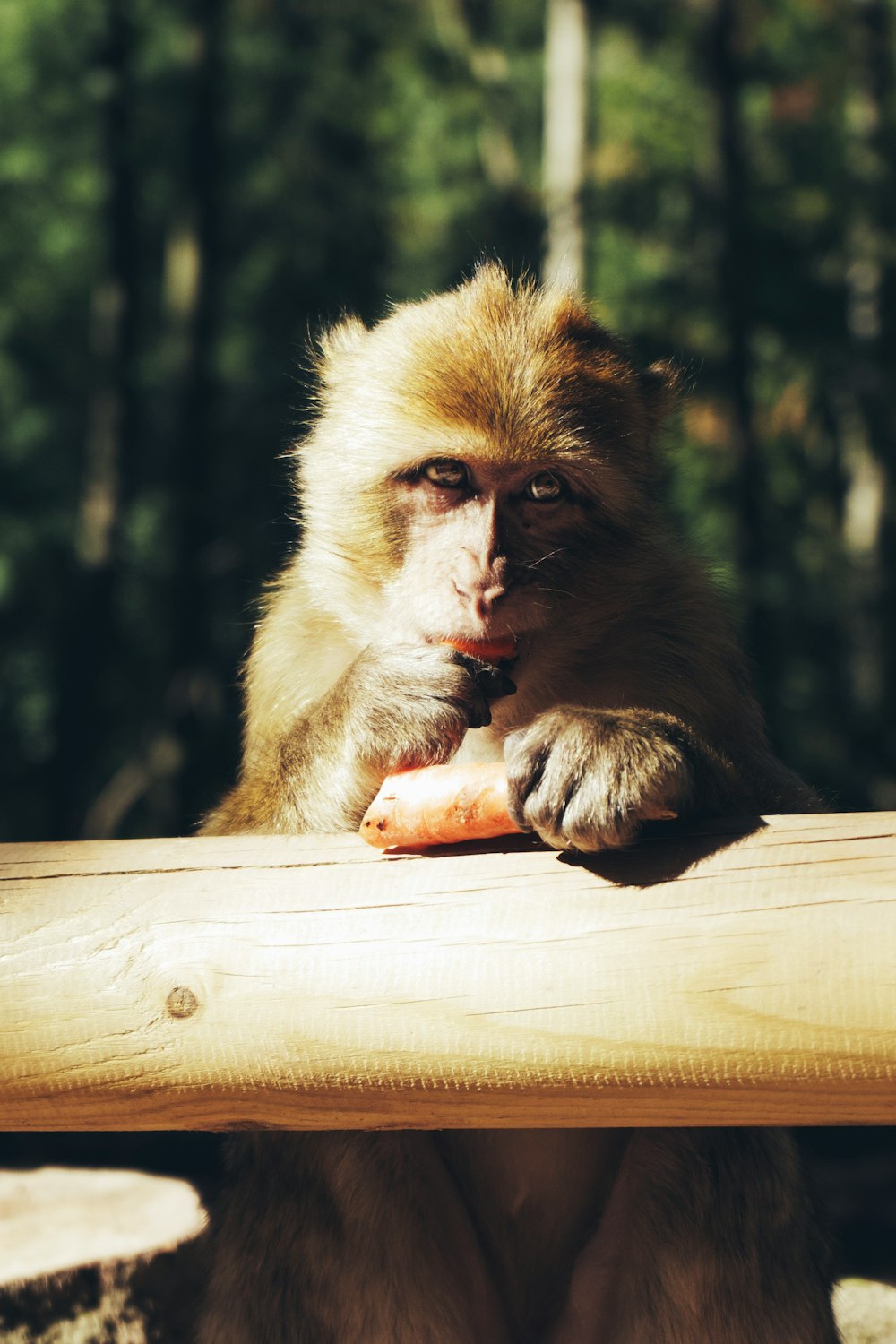 brown monkey sitting on brown wooden table during daytime
