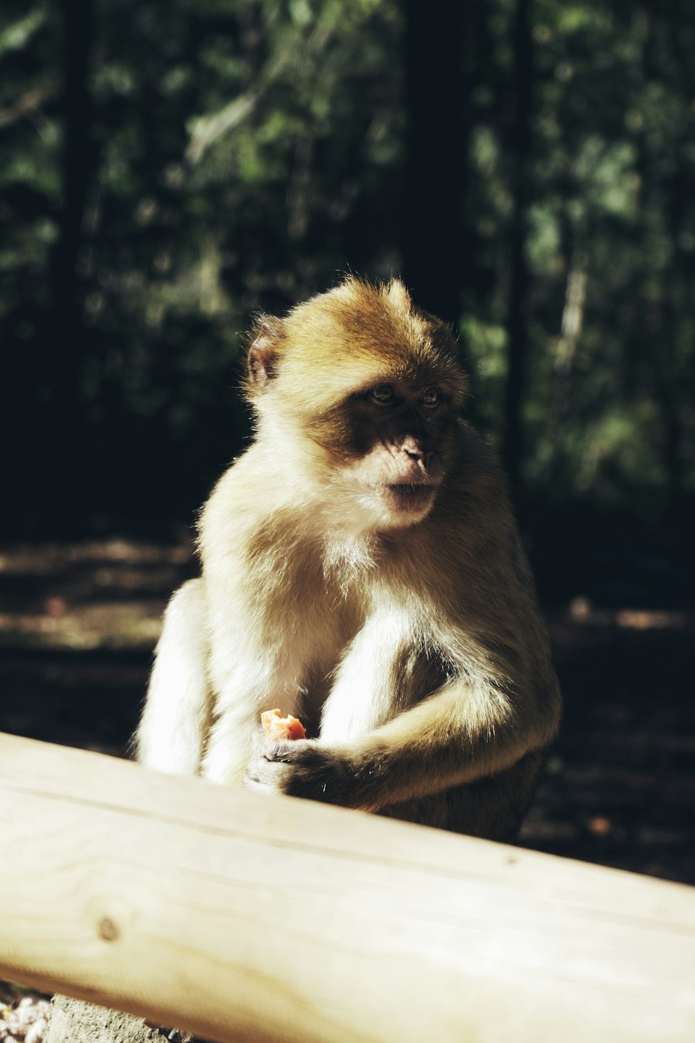brown monkey sitting on brown wooden table
